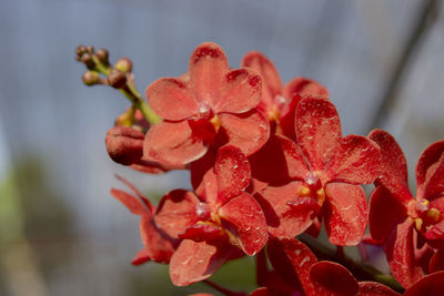 Close-up of red flowering plant