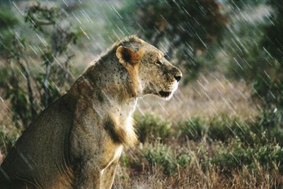 Lion sitting in zoo during rainy season