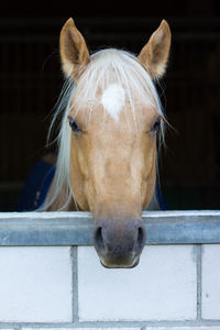 Close-up of brown horse in stable