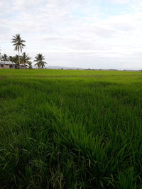 Scenic view of agricultural field against sky