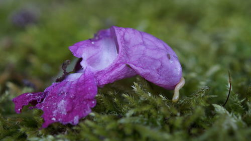 Close-up of mushroom growing on field