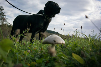 Dog on field against sky