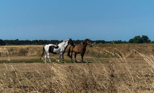 Horses in a field