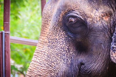 Close-up of elephant