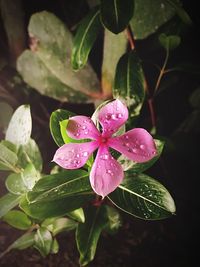 Close-up of wet pink flower growing on plant