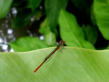 Close-up of insect on leaf