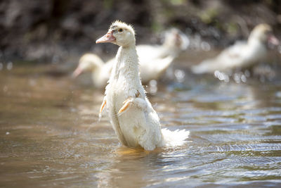 Duck swimming in lake