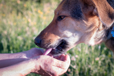 Close-up of hand holding dog