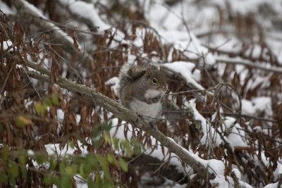 Squirrel on snow covered land