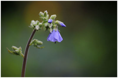 Close-up of purple flowering plant