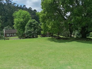 Trees and plants on field in park