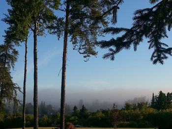 Low angle view of trees against sky