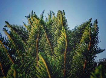 Low angle view of palm tree leaves against sky