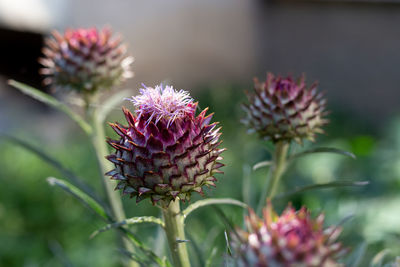 Close-up of thistle flowers