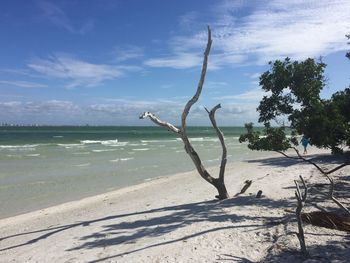 Tree on beach against sky