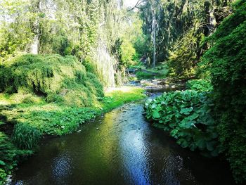 Scenic view of forest