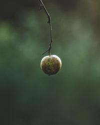 Close-up of fruits growing on tree