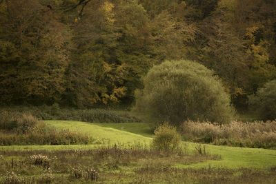 Scenic view of trees on field