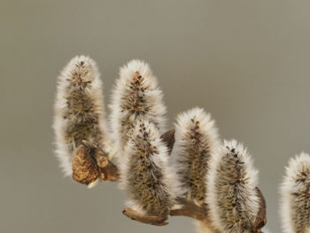 Close-up of flowering plant against white background