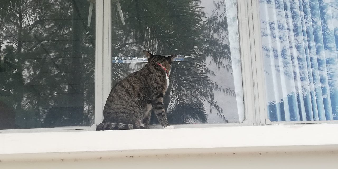 VIEW OF A HORSE ON WINDOW