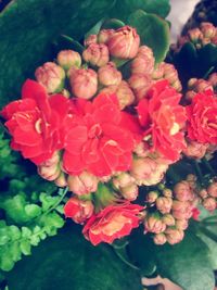 Close-up of flowers blooming outdoors