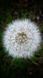 Close-up of white dandelion flower