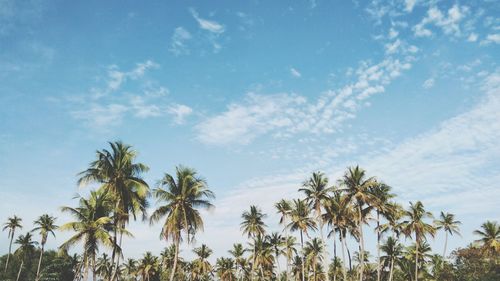 Low angle view of palm trees against sky