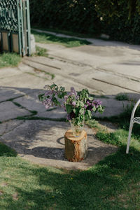 Close-up of potted plants in yard