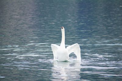 Swan swimming in sea