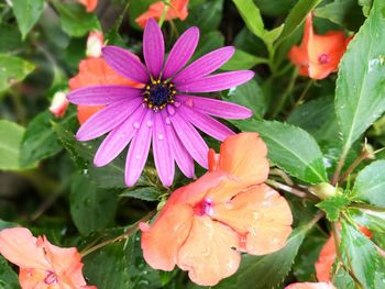 Close-up of wet purple flowering plant