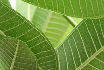 Close-up of green leaves