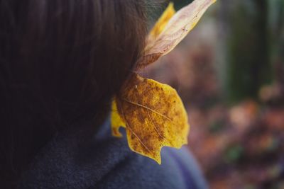 Close-up of yellow maple leaves