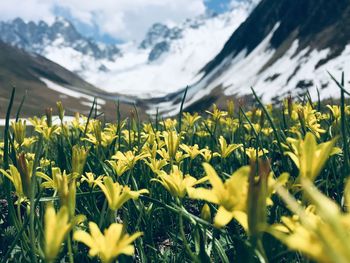 Yellow flowering plants against snowcapped mountains