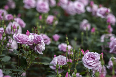 Purple roses blooming in park