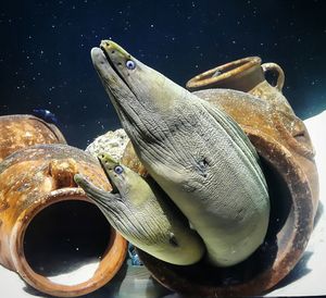 Close-up of fish in tank