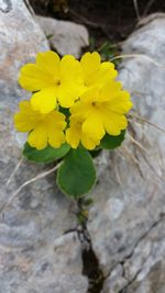 Close-up of yellow flowers