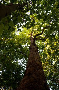 Low angle view of trees against sky