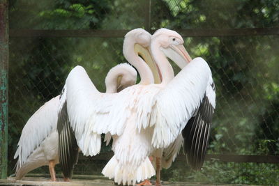 Close-up of swan