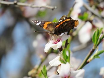 Close-up of butterfly pollinating on flower