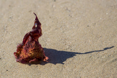 High angle view of a shell on sand