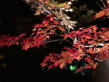 Close-up of maple leaves on tree during autumn