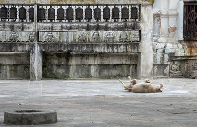 View of a cat resting on wall