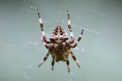 Close-up of spider on web