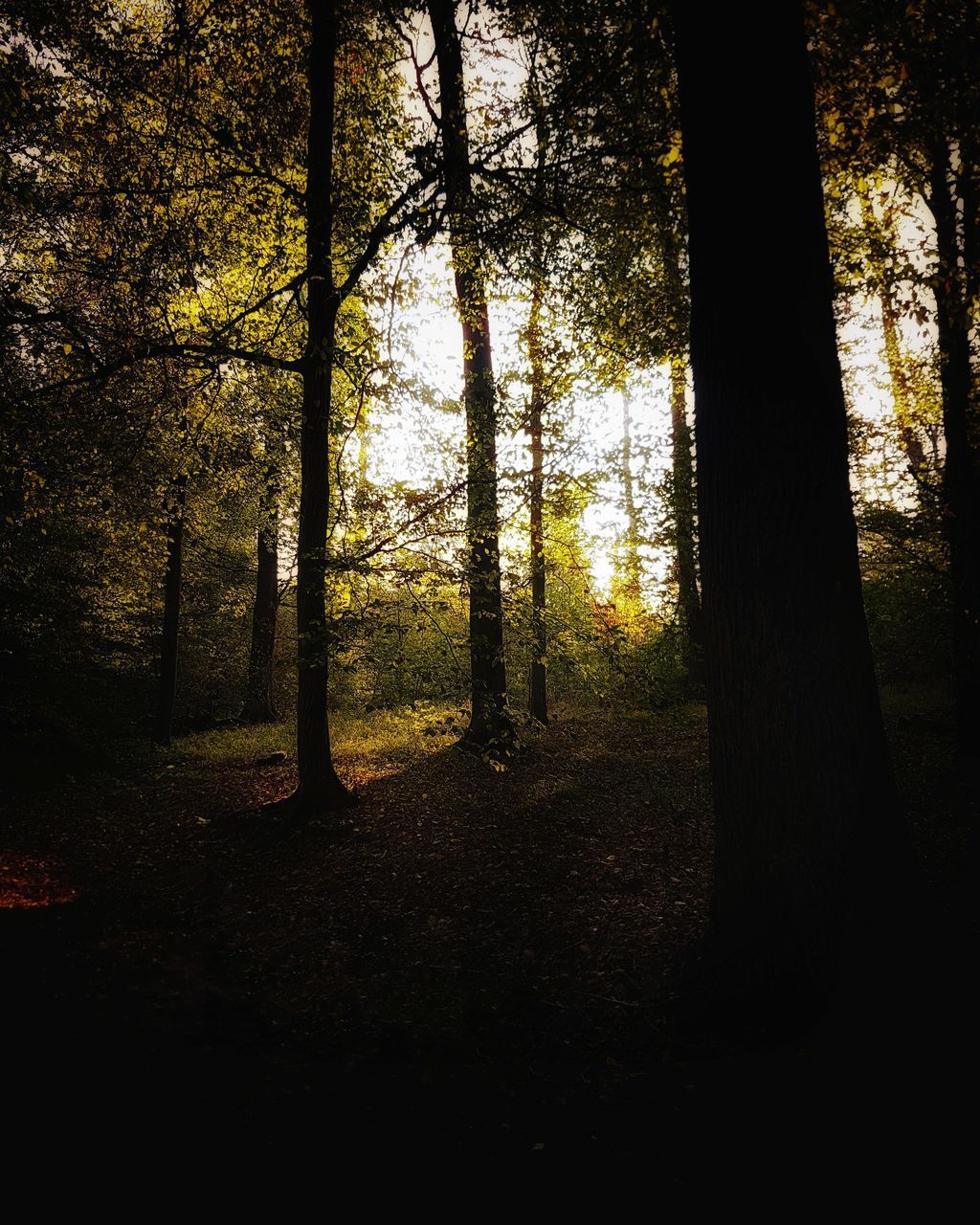 TREES GROWING IN FOREST