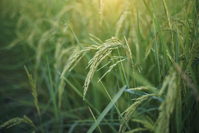 Close-up of stalks in field