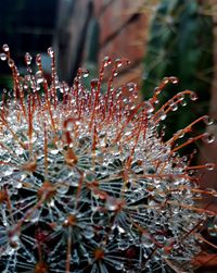 Close-up of wet cactus plant