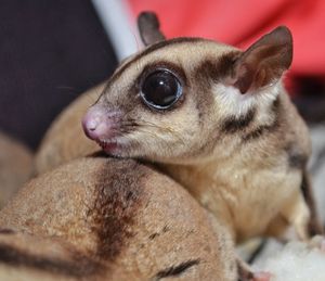 Close-up of a dog looking away