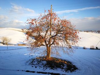 Tree on snow covered field against sky