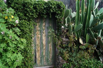 Cactus plants