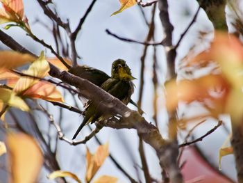 Low angle view of wet bird perching on branch
